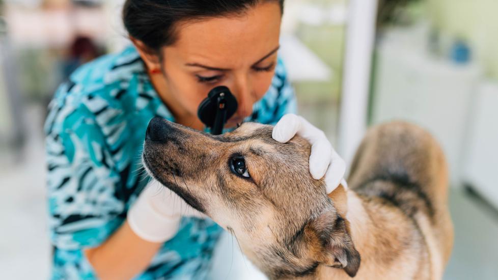 A vet looks at a pup's eye to check for entropion in dogs.